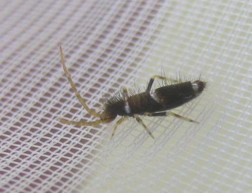 Réf. 349 873 : Entomobrya dorsalis